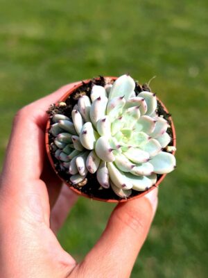 Echeveria Mexensis Zaragozae 5,5