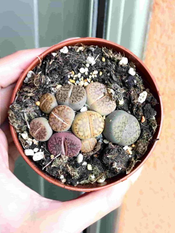 Lithops