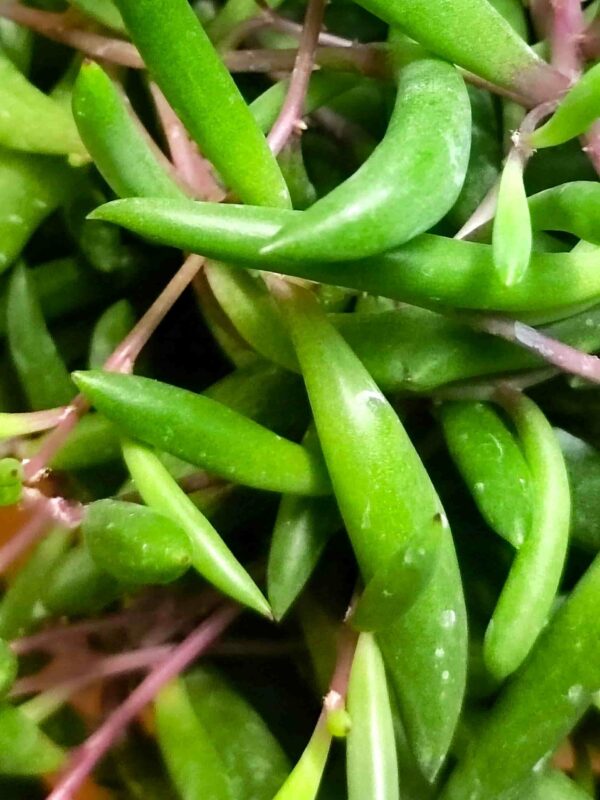 Senecio Herreianus Purple Flush