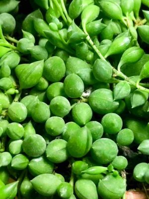 Senecio Herreianus