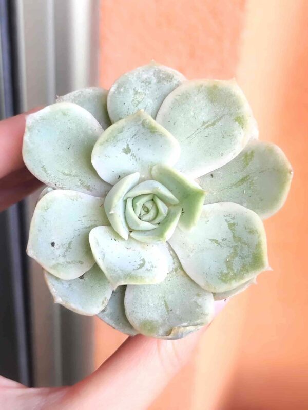 Echeveria Alba