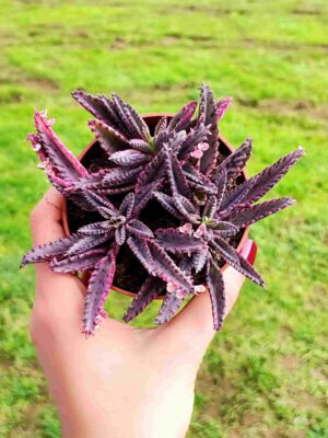 KALANCHOE PINK BUTTERFLY M8,5
