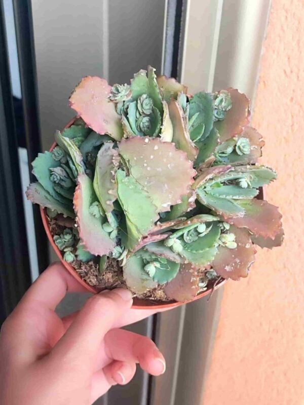 Kalanchoe Delagoensis