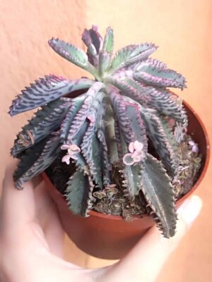 Kalanchoe Pink Butterflies 8,5