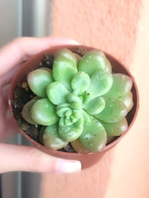 Sedum Clavatum