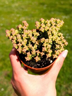 Crassula Tom Thumbs 8,5