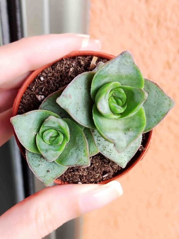 Crassula Perforata