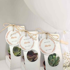 Detalles_suculenta 1