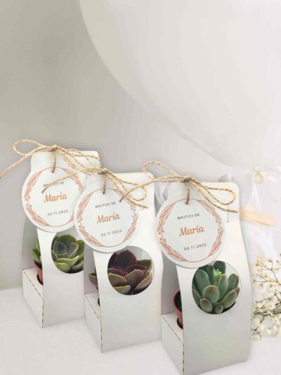 Detalles_suculenta 1