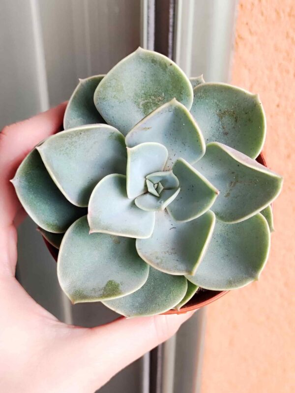 Echeveria Green Pearl