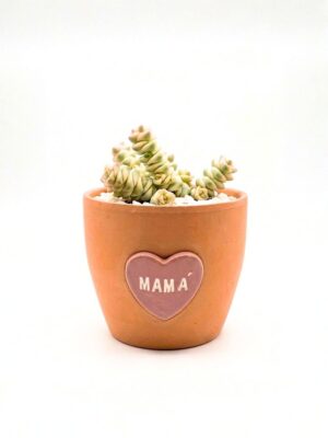 Gift Set Suculenta Midi