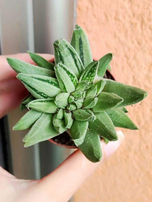 Haworthia Viscosa Griseo Variegata