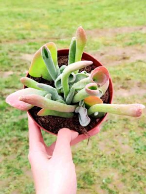 KALANCHOE ORICULA 13