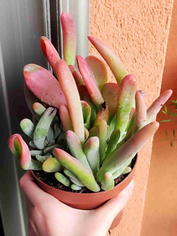 Kalanchoe Oricula