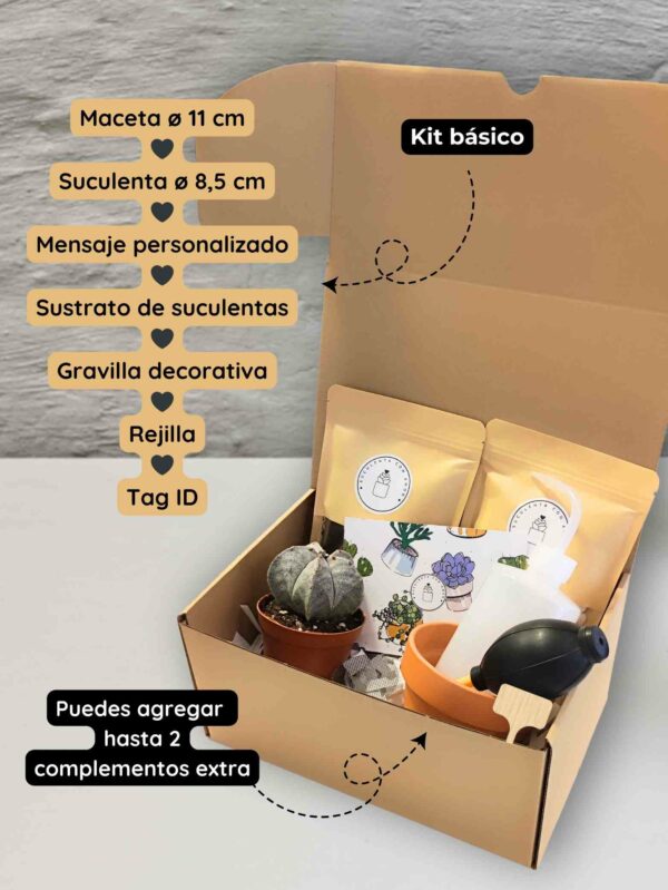 Kit Regalo Suculenta - Imagen 2