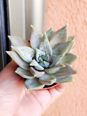 Pachyveria Bea 5,5