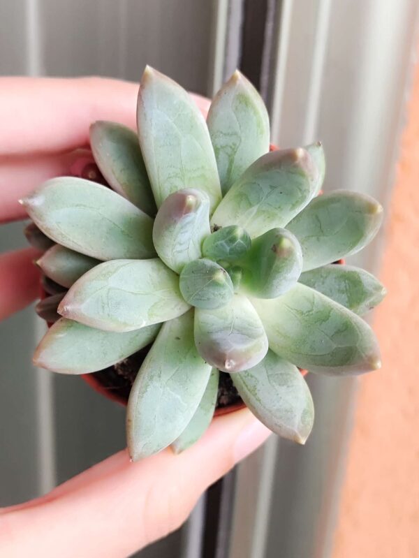 Pachyveria Bea