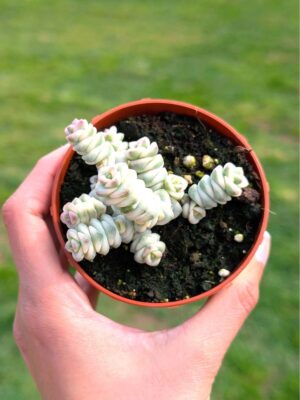 Crassula Marnieriana variegata 8,5