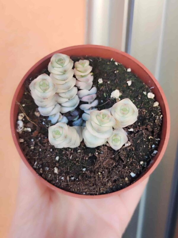 Crassula Marnieriana variegata 8,5