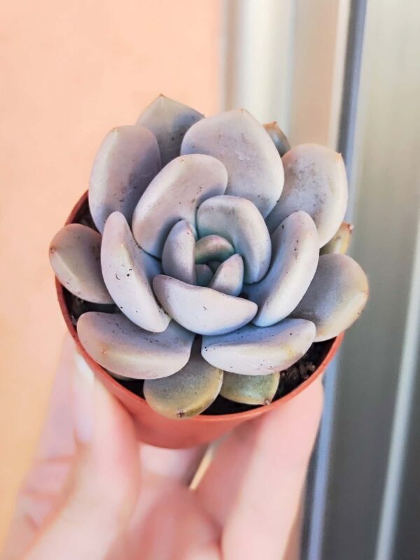 Echeveria Bamba 5,5