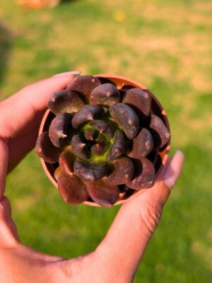 Echeveria Black Knight 5,5