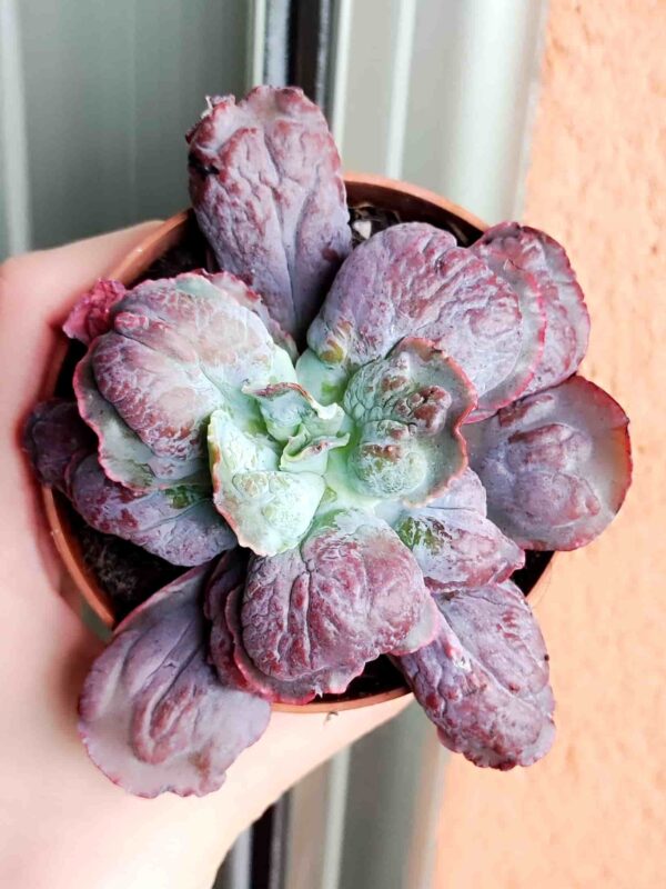 Echeveria Linguas 8,5