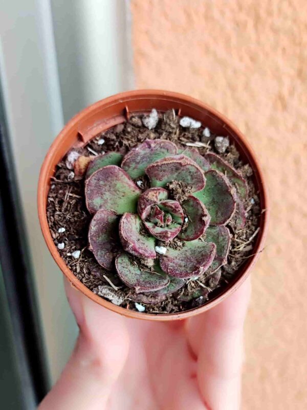 Echeveria Longissima 5,5