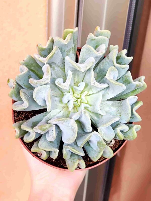 Echeveria Runyonii Topsy Turvy 13