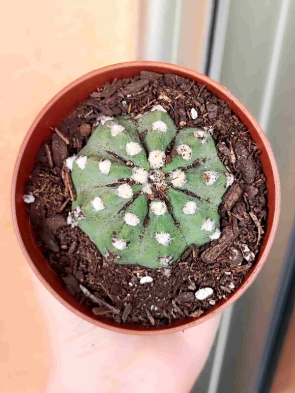 Echinopsis Subdenudata 8.5
