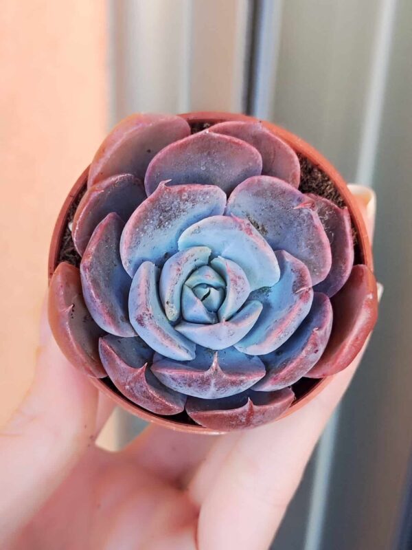 Graptoveria Francesca
