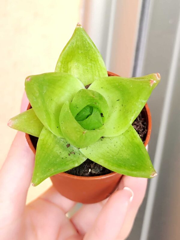 Haworthia Cymbiformis 5.5