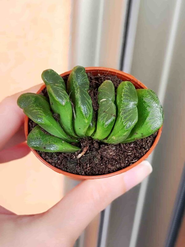 Haworthia Truncata Lime Green 5,5