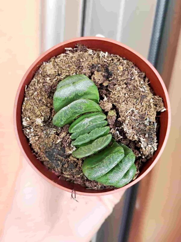 Haworthia Truncata Lime Green 8,5