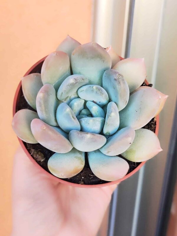Pachyphytum Frevel 8,5
