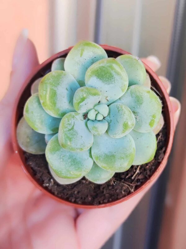 Sedum Clavatum 5,5