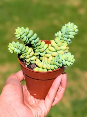 Sedum Morganianum 8,5