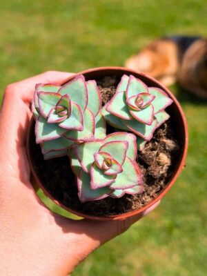 Crassula Perforata 8,5