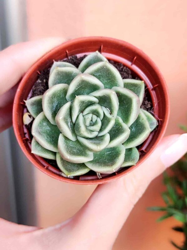 Echeveria Anubis 5,5