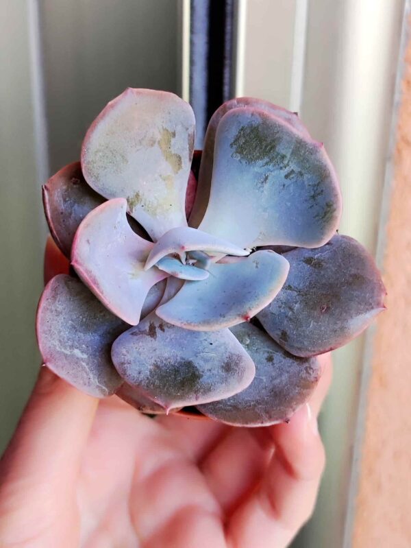 Echeveria Dusty Rose 5,5
