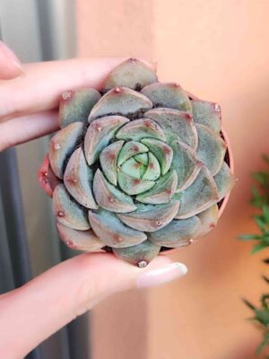 Echeveria Exitazo