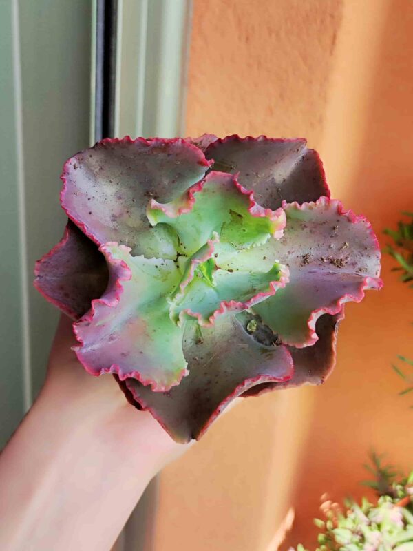Echeveria Pink Frills 8,5