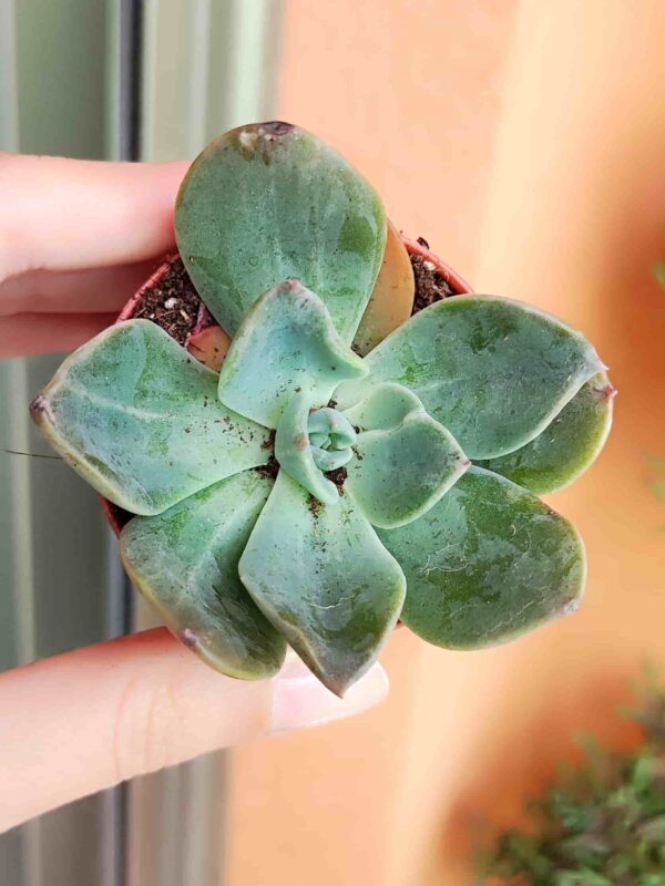 Echeveria Silver Queen 5,5