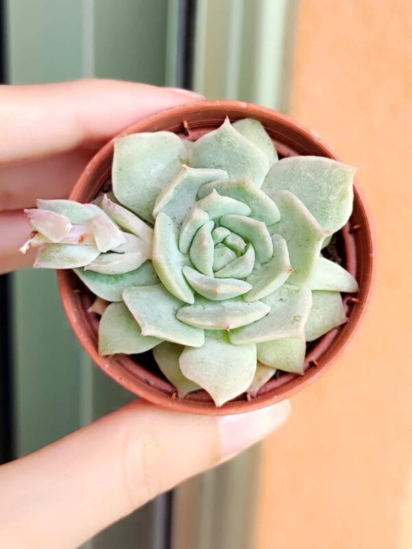 Echeveria Van Breen 5,5