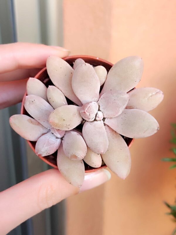 Graptoveria Adelante 5,5