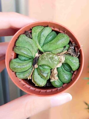 Lithop s.p. 5,5