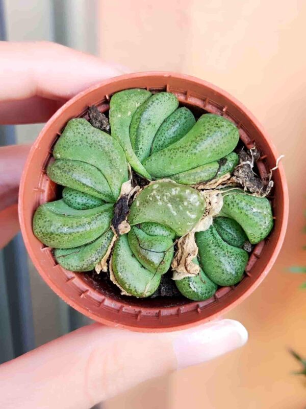 Lithop s.p. 5,5
