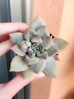 Pachyphytum Moon Silver