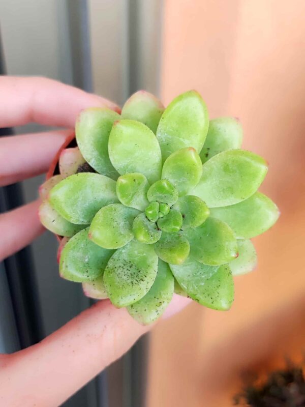 Sedum Clavatum 5,5
