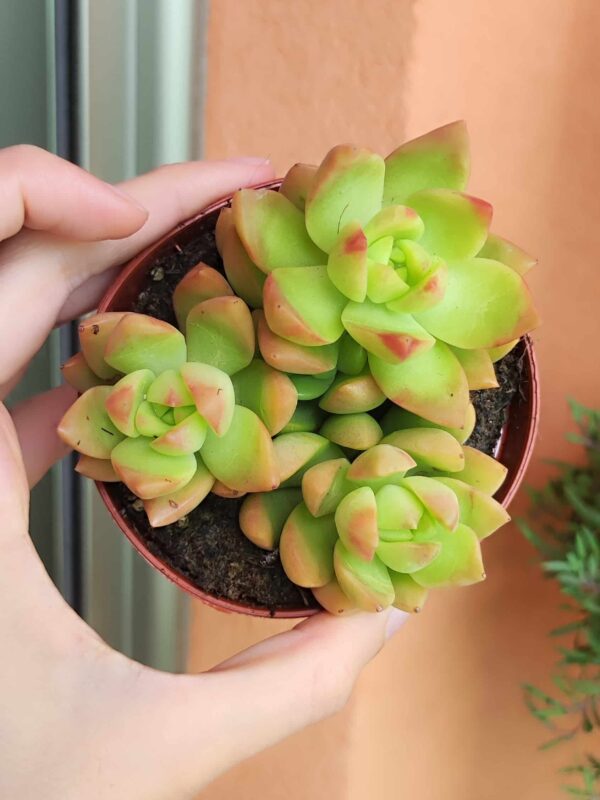 Sedum Golden Glow 8,5