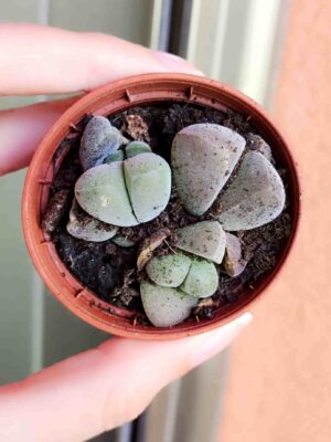 Argyroderma Delaetii 5,5